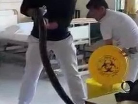 人们在医院病房里发现了一条七英尺长的巨蟒，有人的手臂那么粗