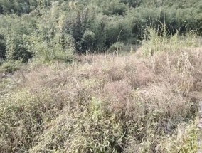 竹子砍了地却荒了，莫让“整改复耕”成表面功夫