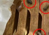 小笼包蒸笼疑现老鼠屎，百年老店知味观深夜致歉