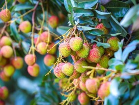 火“荔”全开！湛江遂溪仙品荔跑好广东荔枝营销第一棒