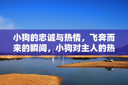小狗的忠诚与热情，飞奔而来的瞬间，小狗对主人的热烈欢迎