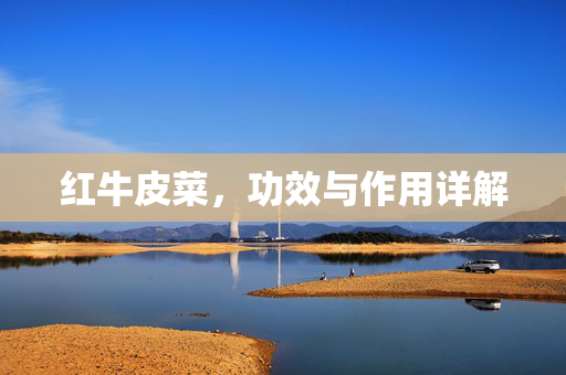 红牛皮菜，功效与作用详解