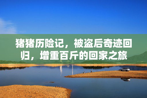 猪猪历险记，被盗后奇迹回归，增重百斤的回家之旅