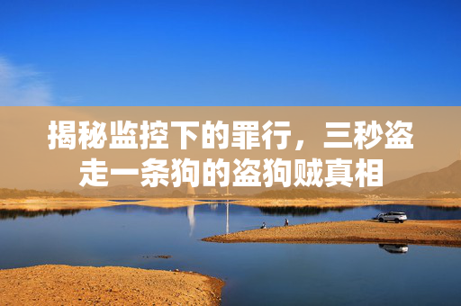 揭秘监控下的罪行，三秒盗走一条狗的盗狗贼真相