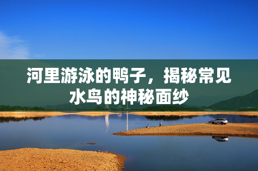 河里游泳的鸭子，揭秘常见水鸟的神秘面纱