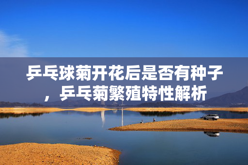 乒乓球菊开花后是否有种子，乒乓菊繁殖特性解析