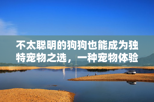 不太聪明的狗狗也能成为独特宠物之选，一种宠物体验分享