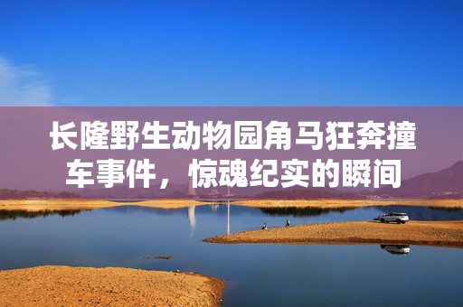 长隆野生动物园角马狂奔撞车事件，惊魂纪实的瞬间
