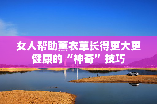 女人帮助薰衣草长得更大更健康的“神奇”技巧