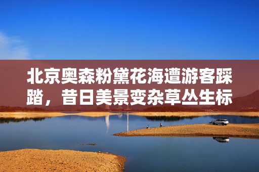 北京奥森粉黛花海遭游客踩踏，昔日美景变杂草丛生标题