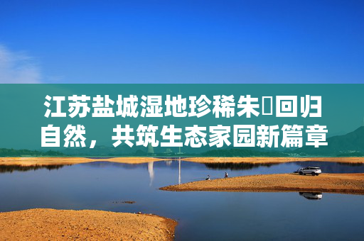 江苏盐城湿地珍稀朱鹮回归自然，共筑生态家园新篇章