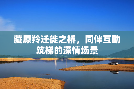 藏原羚迁徙之桥，同伴互助筑梯的深情场景