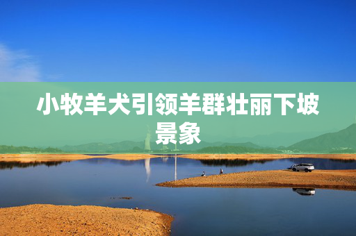 小牧羊犬引领羊群壮丽下坡景象