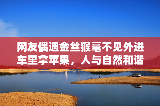 网友偶遇金丝猴毫不见外进车里拿苹果，人与自然和谐共处的生动案例