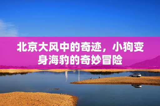 北京大风中的奇迹，小狗变身海豹的奇妙冒险