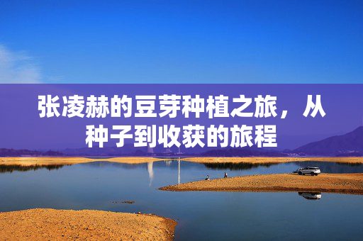 张凌赫的豆芽种植之旅，从种子到收获的旅程