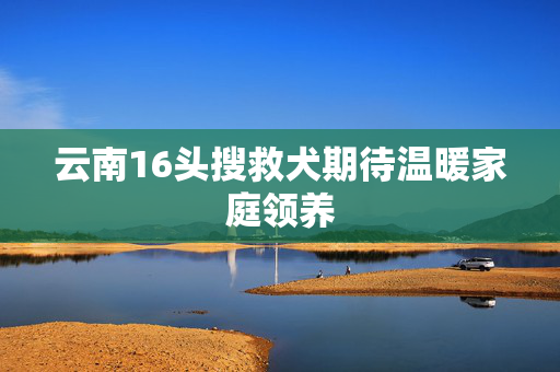 云南16头搜救犬期待温暖家庭领养