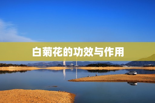 白菊花的功效与作用